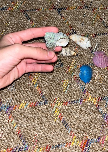 Deniz kabukları altı tane üç tanesi simli boyalı - Görsel 5