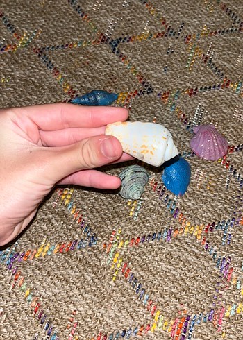 Deniz kabukları altı tane üç tanesi simli boyalı - Görsel 6