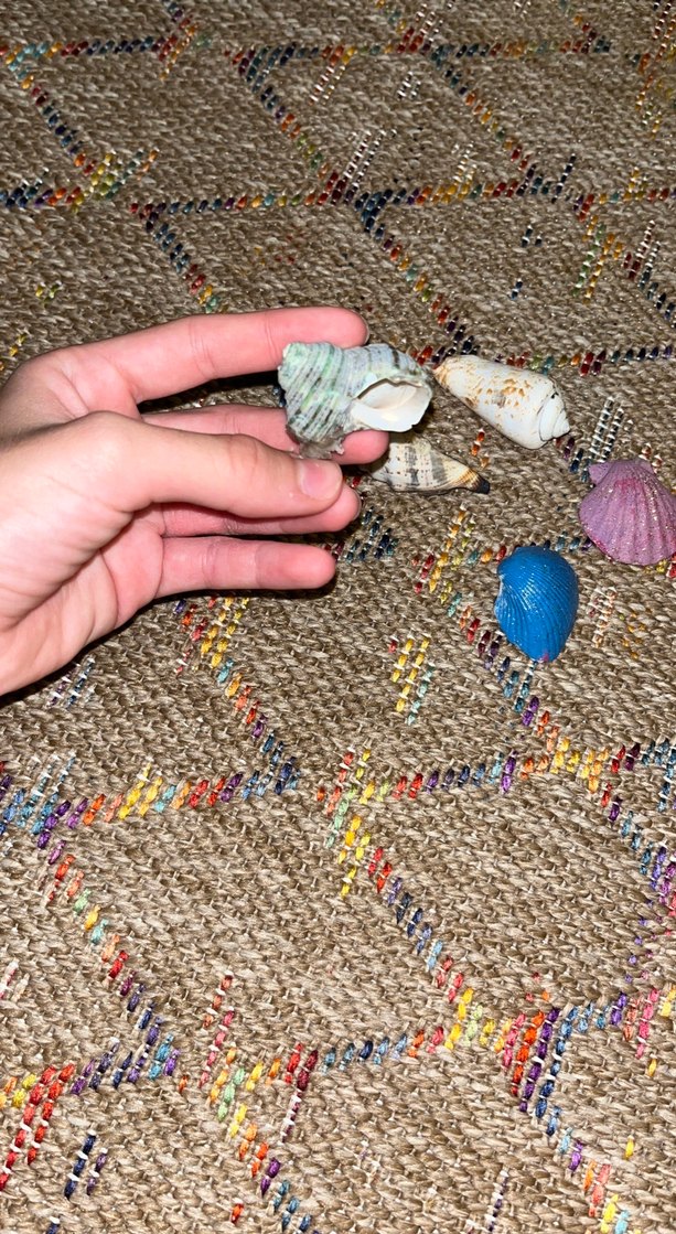 Deniz kabukları altı tane üç tanesi simli boyalı - Görsel 5