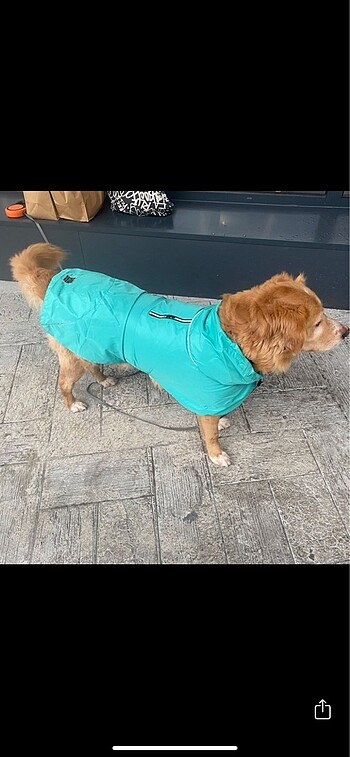  pawstar yağmurluk turkuaz
