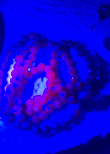 Yakut kolye doğaltaş - Görsel 2