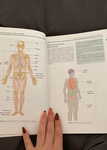 Sağlık Bilimleri için Resimli Temel Anatomi - Görsel 3