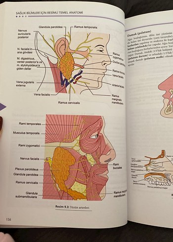 Sağlık Bilimleri için Resimli Temel Anatomi - Görsel 5