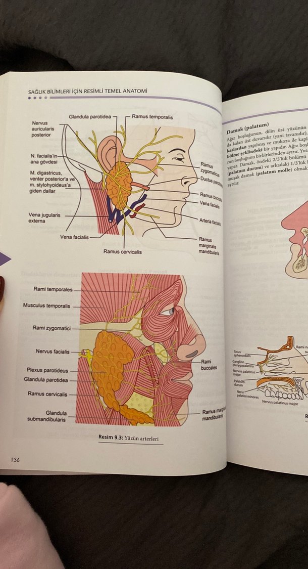 Sağlık Bilimleri için Resimli Temel Anatomi - Görsel 5