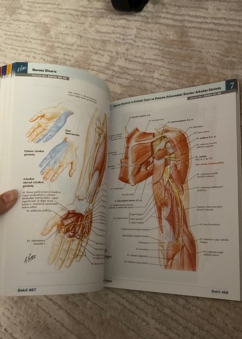 Beden Renk Netter İnsan Anatomisi Atlası