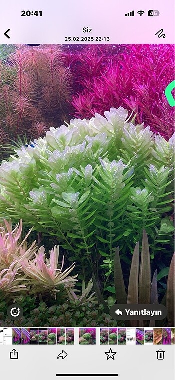 Akvaryum bitkisi Rotala tulunadensis