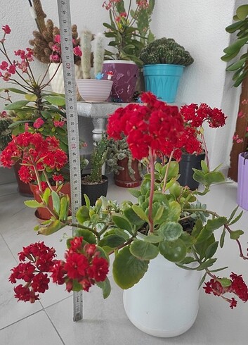 Kırmızı kalanşo - Görsel 2