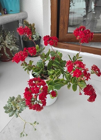 Kırmızı kalanşo - Görsel 3