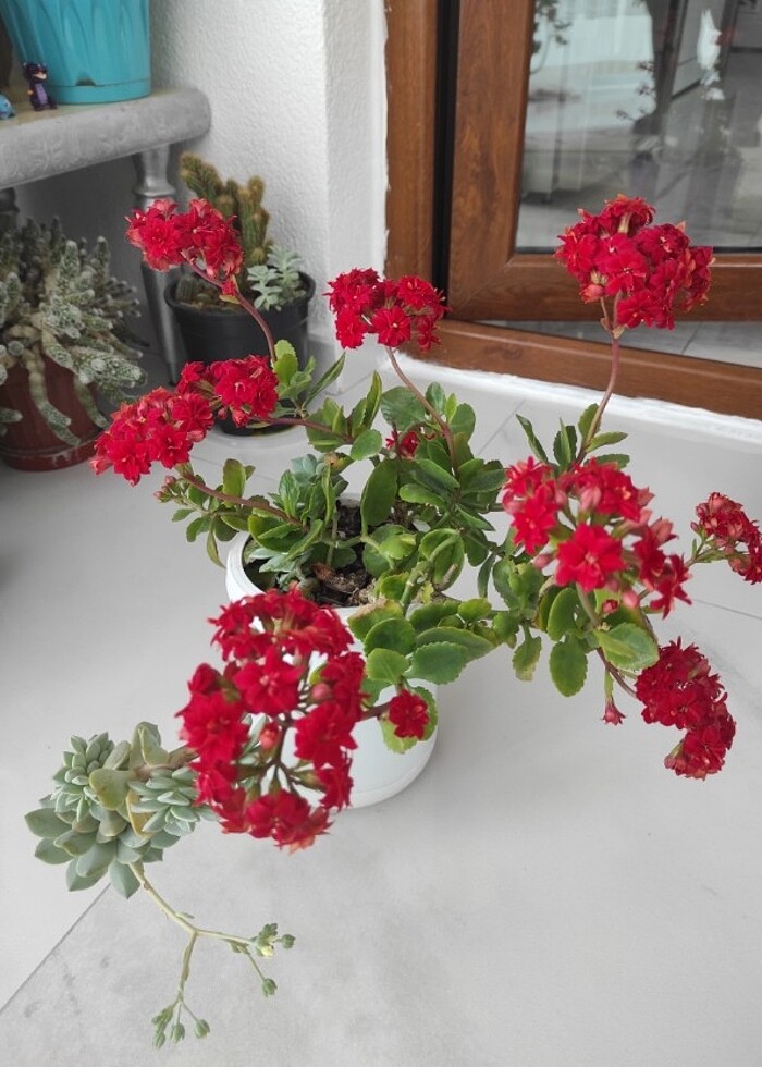 Kırmızı kalanşo - Görsel 3