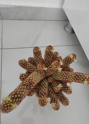 Çiçekli kaktüs - Görsel 2