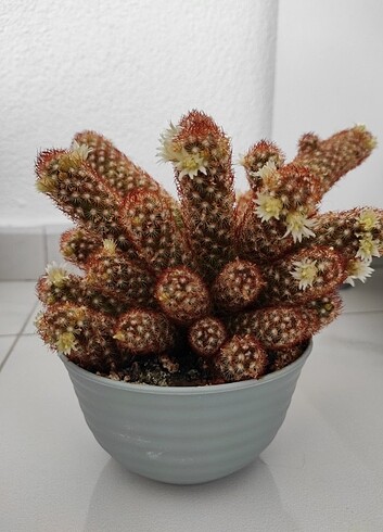 Çiçekli kaktüs - Görsel 4