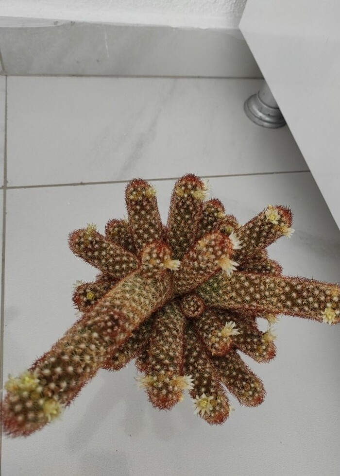 Çiçekli kaktüs - Görsel 3