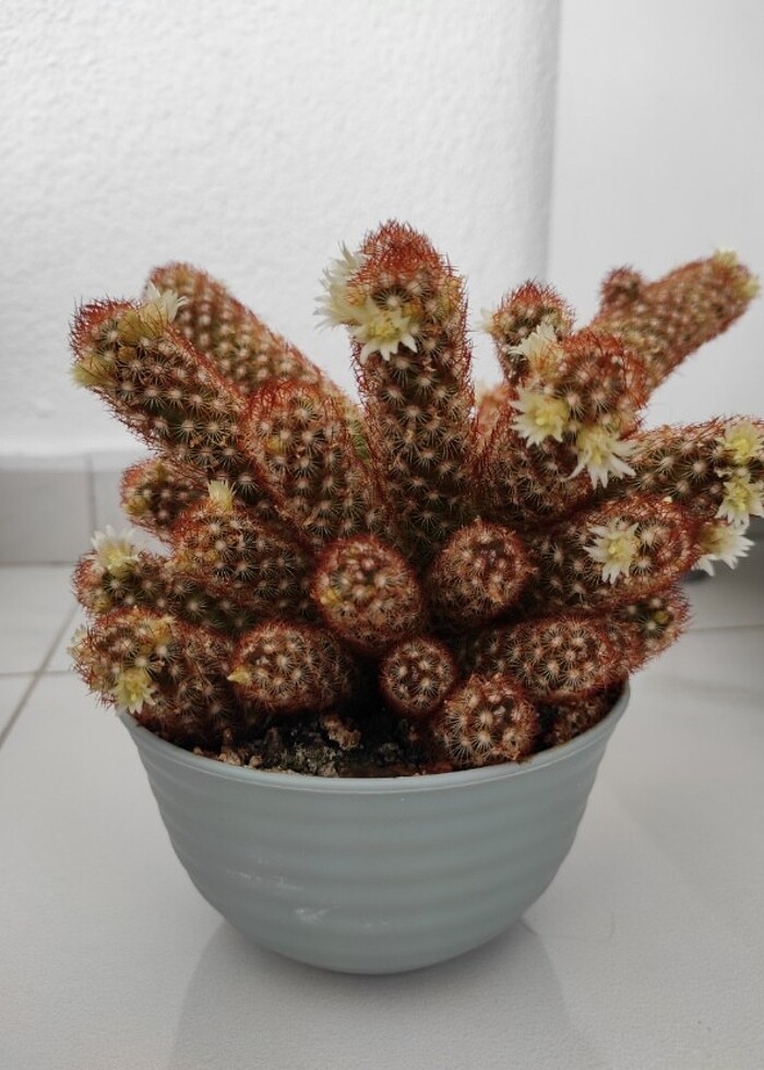 Çiçekli kaktüs - Görsel 4