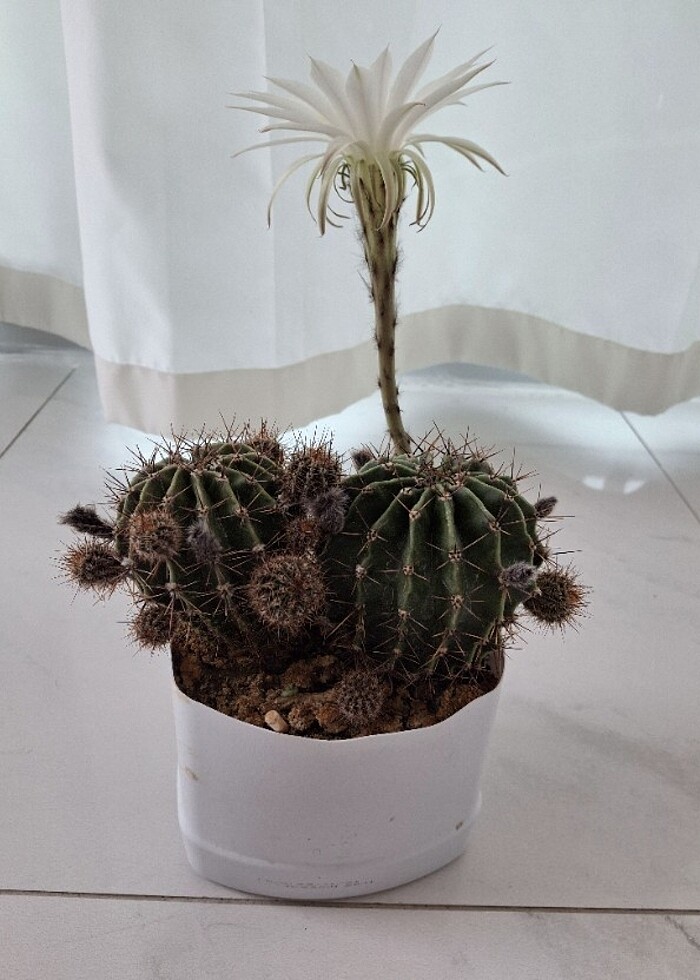 Kaynana topuzu kaktüs - Görsel 2