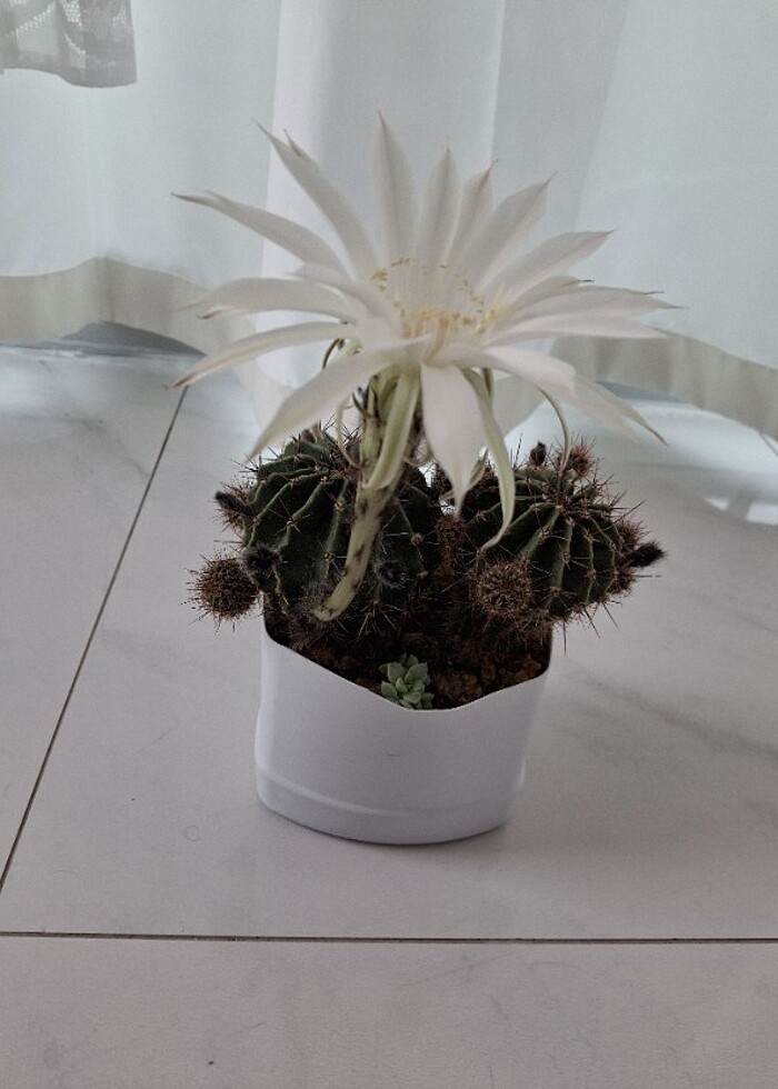 Kaynana topuzu kaktüs - Görsel 3