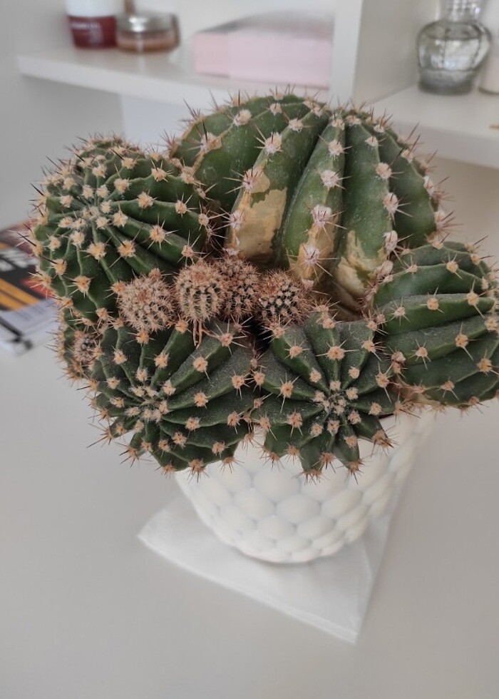 Kaktüs - Görsel 3