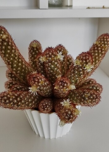 Beyin kaktüs - Görsel 2