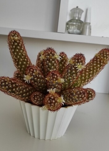 Beyin kaktüs - Görsel 3