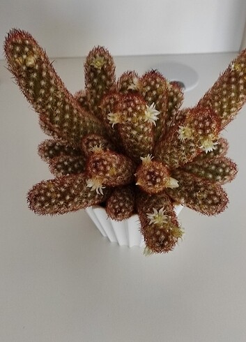 Beyin kaktüs - Görsel 4