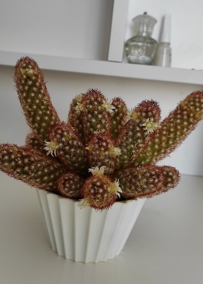 Beyin kaktüs - Görsel 3