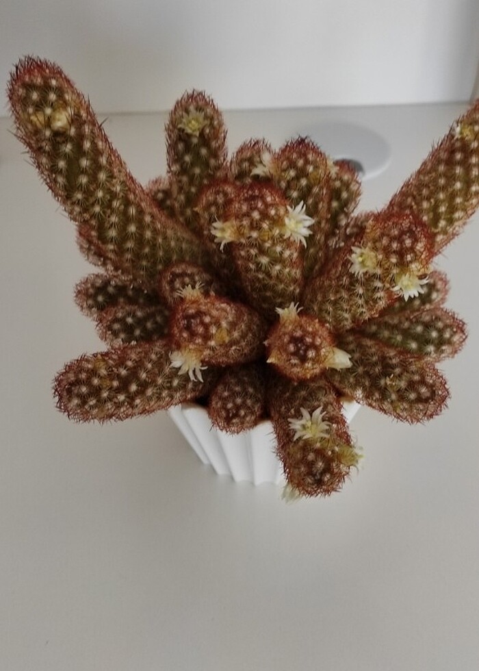 Beyin kaktüs - Görsel 4