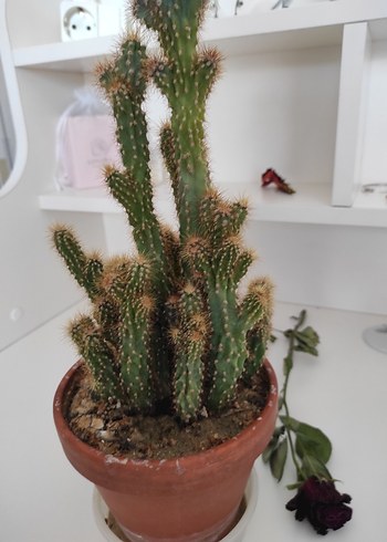 Kahverengi Saksıda Kaktüs Bitkisi - Görsel 8