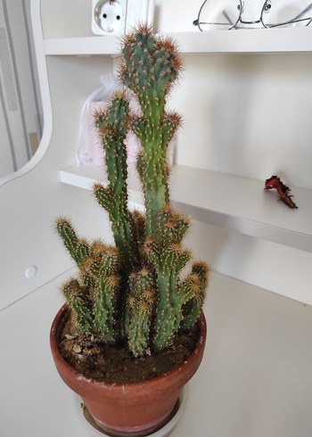 Kahverengi Saksıda Kaktüs Bitkisi - Görsel 10