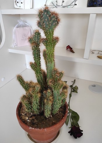 Kahverengi Saksıda Kaktüs Bitkisi - Görsel 5