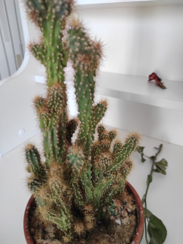 Kahverengi Saksıda Kaktüs Bitkisi - Görsel 3