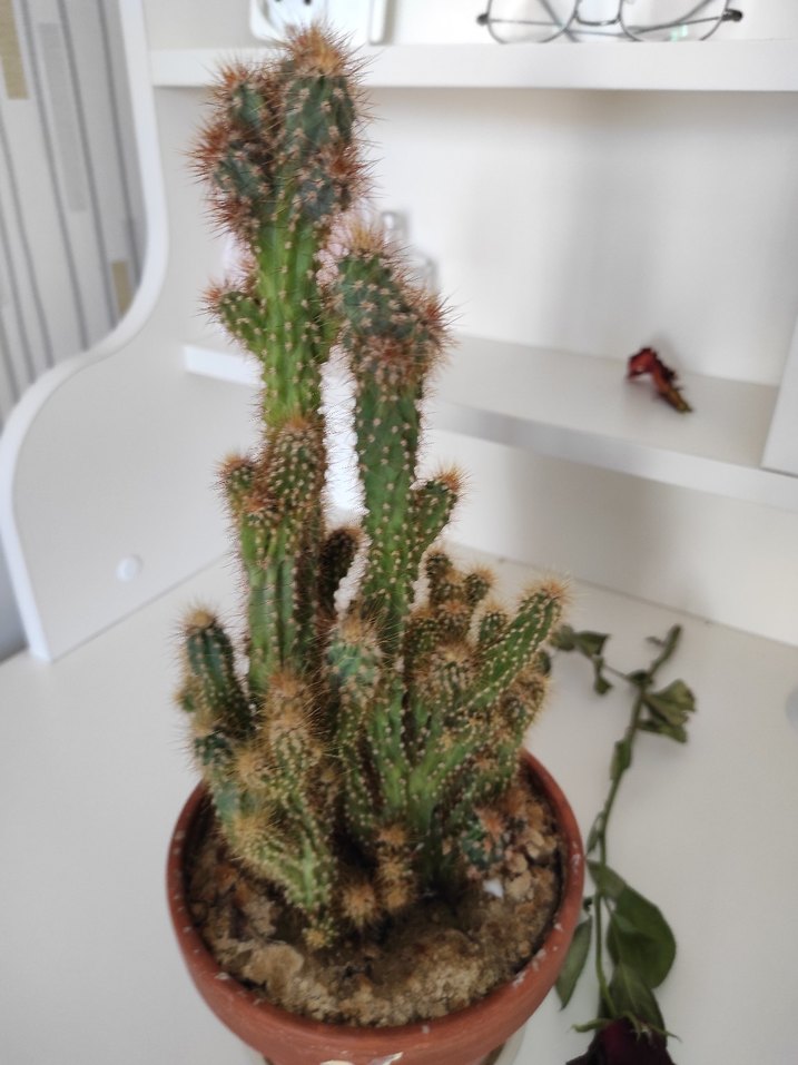 Kahverengi Saksıda Kaktüs Bitkisi - Görsel 4
