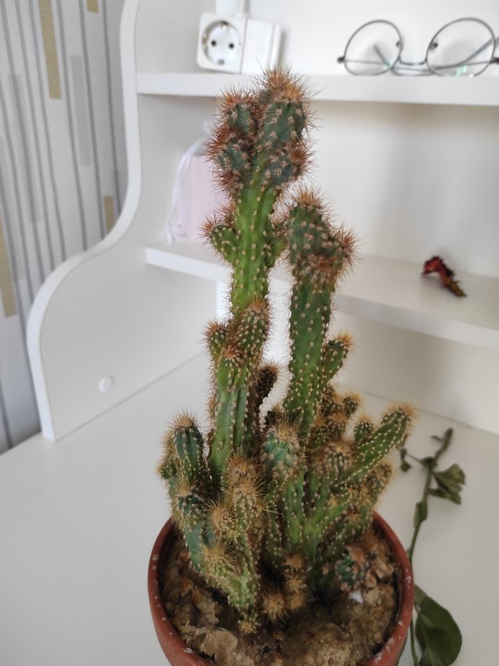 Kahverengi Saksıda Kaktüs Bitkisi - Görsel 2