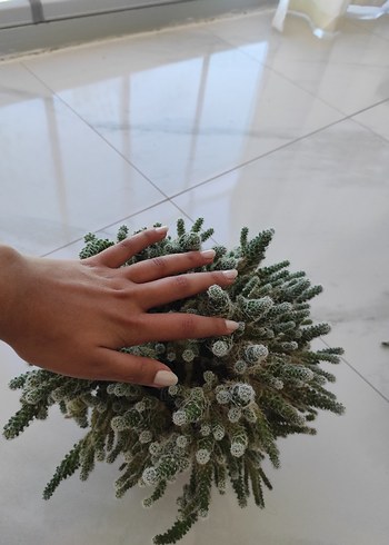 Beyaz Dikenli Kaktüs Saksı Bitkisi - Görsel 5