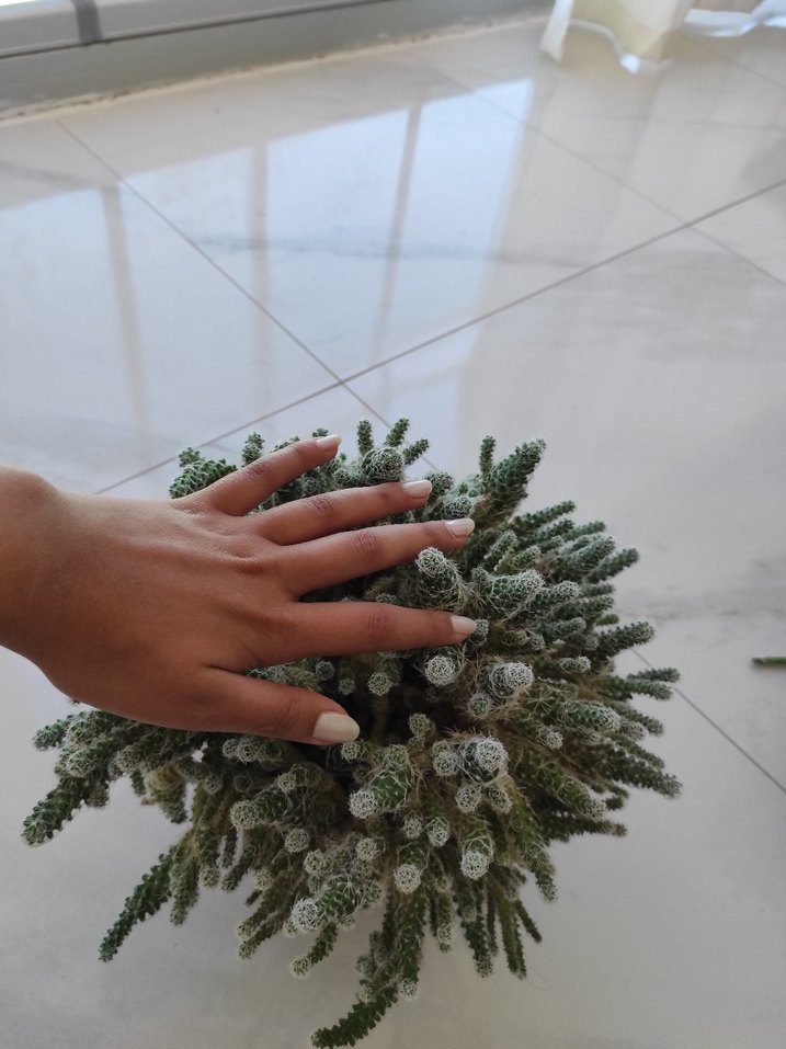 Beyaz Dikenli Kaktüs Saksı Bitkisi - Görsel 5