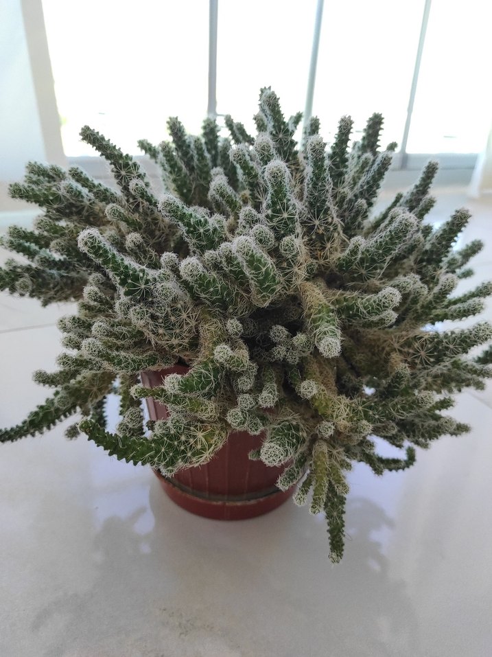 Beyaz Dikenli Kaktüs Saksı Bitkisi - Görsel 2