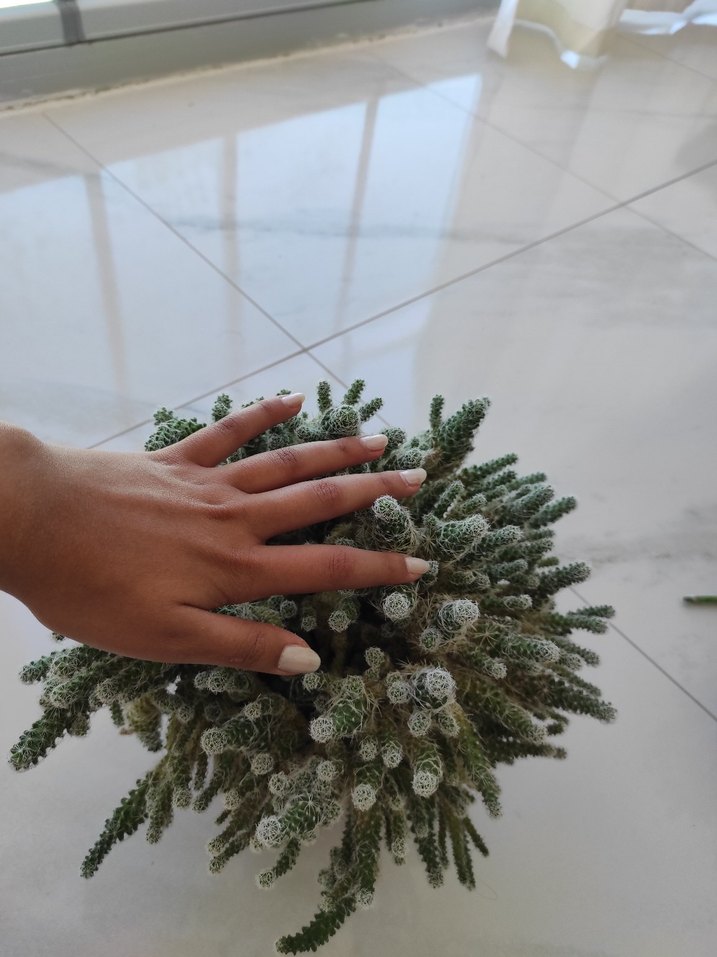 Beyaz Dikenli Kaktüs Saksı Bitkisi - Görsel 4