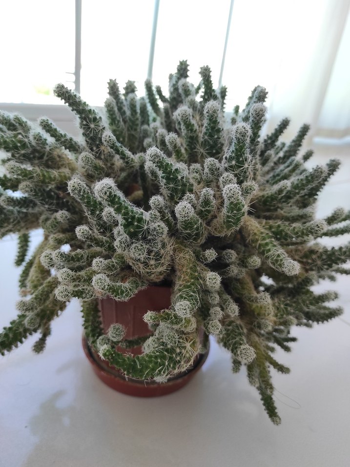 Beyaz Dikenli Kaktüs Saksı Bitkisi - Görsel 3