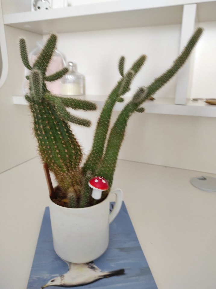 Beyaz Bardakta Dekoratif Kaktüs - Görsel 4