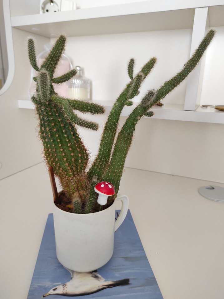 Beyaz Bardakta Dekoratif Kaktüs - Görsel 2