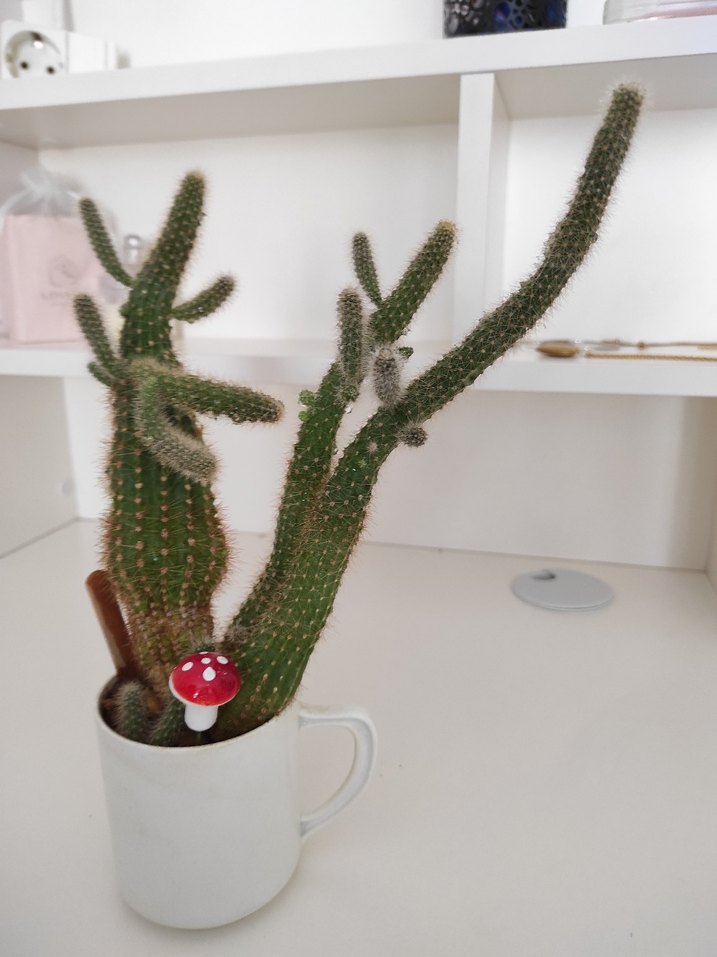 Beyaz Bardakta Dekoratif Kaktüs - Görsel 3