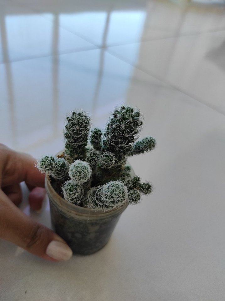 Beyaz tüylü küçük kaktüs - Görsel 2