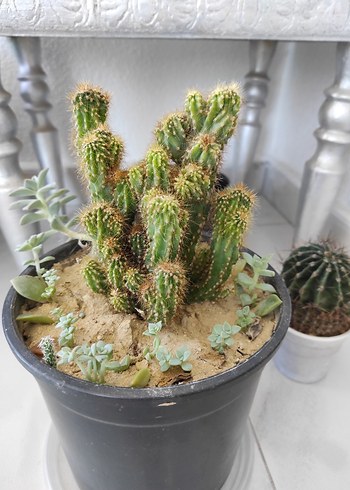 kaya kaktüs - Görsel 5