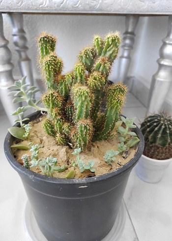 kaya kaktüs - Görsel 6