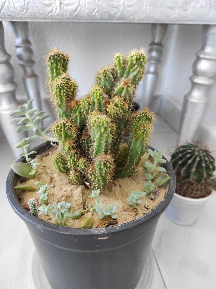 kaya kaktüs - Görsel 5