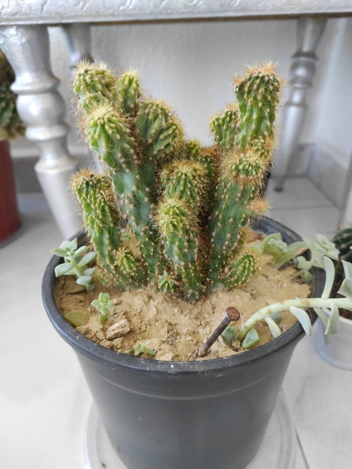 kaya kaktüs - Görsel 4