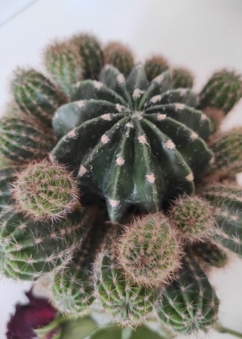 Mor Saksıda Kaktüs - Görsel 7