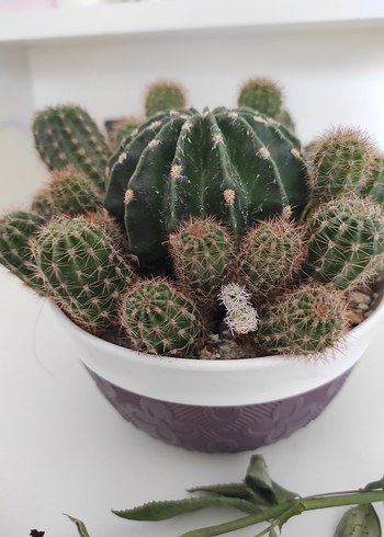Mor Saksıda Kaktüs - Görsel 5