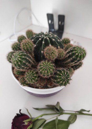Mor Saksıda Kaktüs - Görsel 6