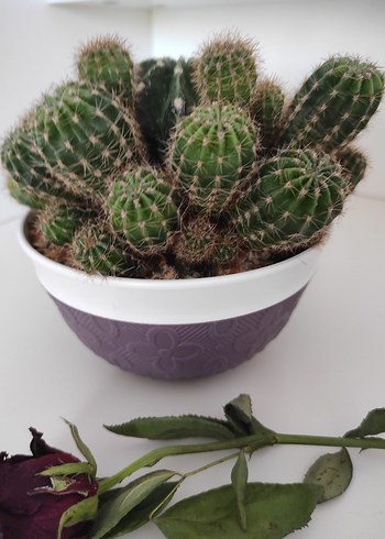 Mor Saksıda Kaktüs - Görsel 8