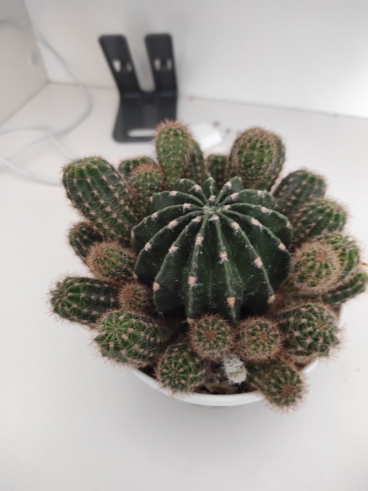 Mor Saksıda Kaktüs - Görsel 3