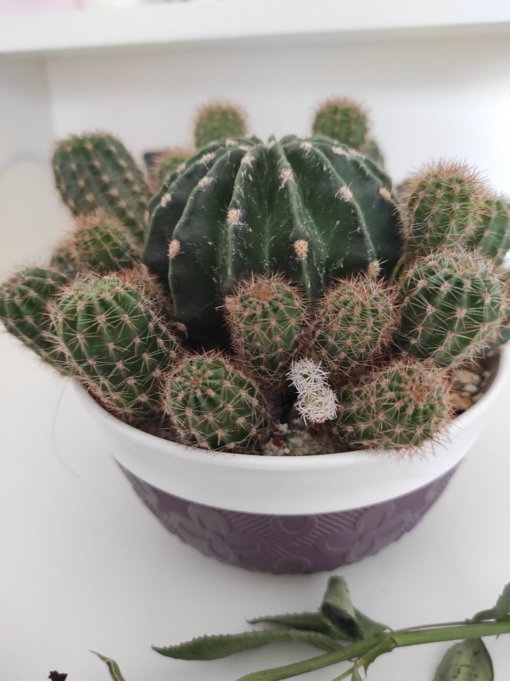 Mor Saksıda Kaktüs - Görsel 5